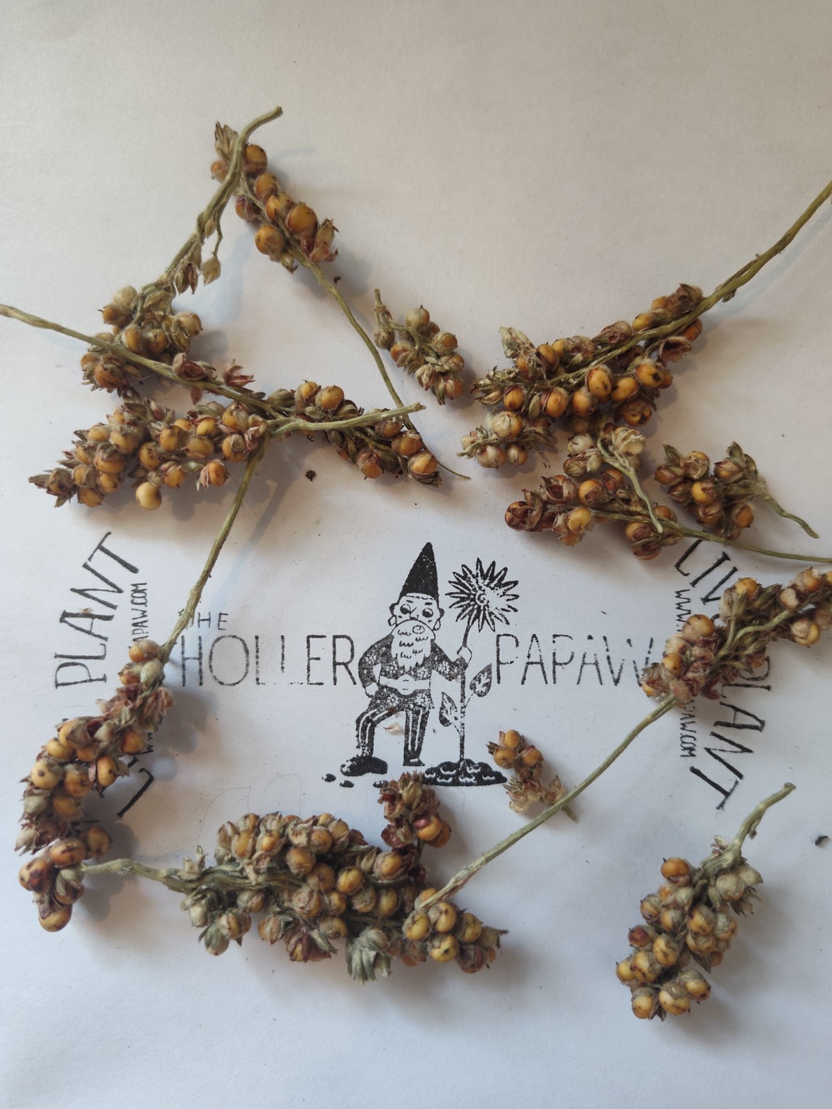 Wild Game Sorghum Seeds for Planting Premium Food Plot – Free Shipping!
