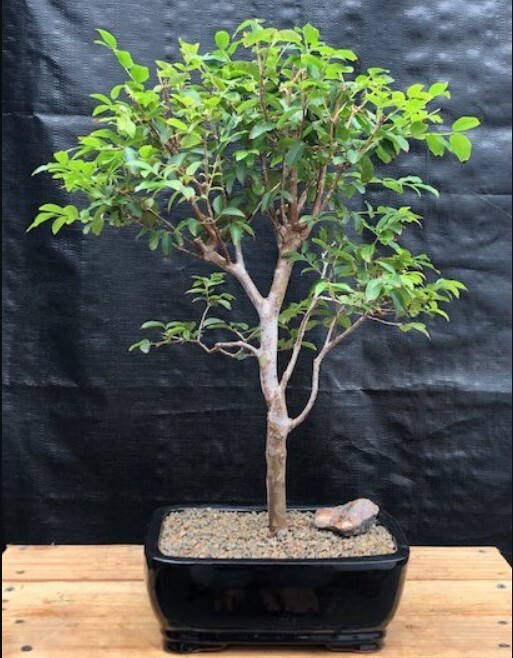 Flowering Jaboticaba Bonsai Tree 23 yo 20″H Flowering Indoor Eugenia Cauliflora