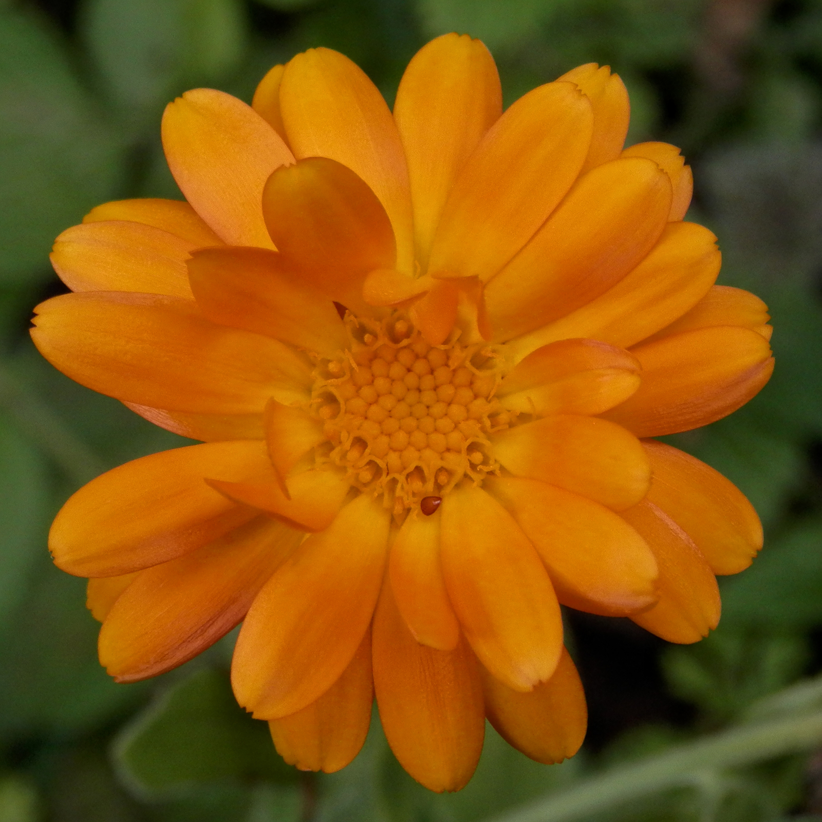 500 POT MARIGOLD Seeds (Calendula officinalis) | NON-GMO | Free shipping