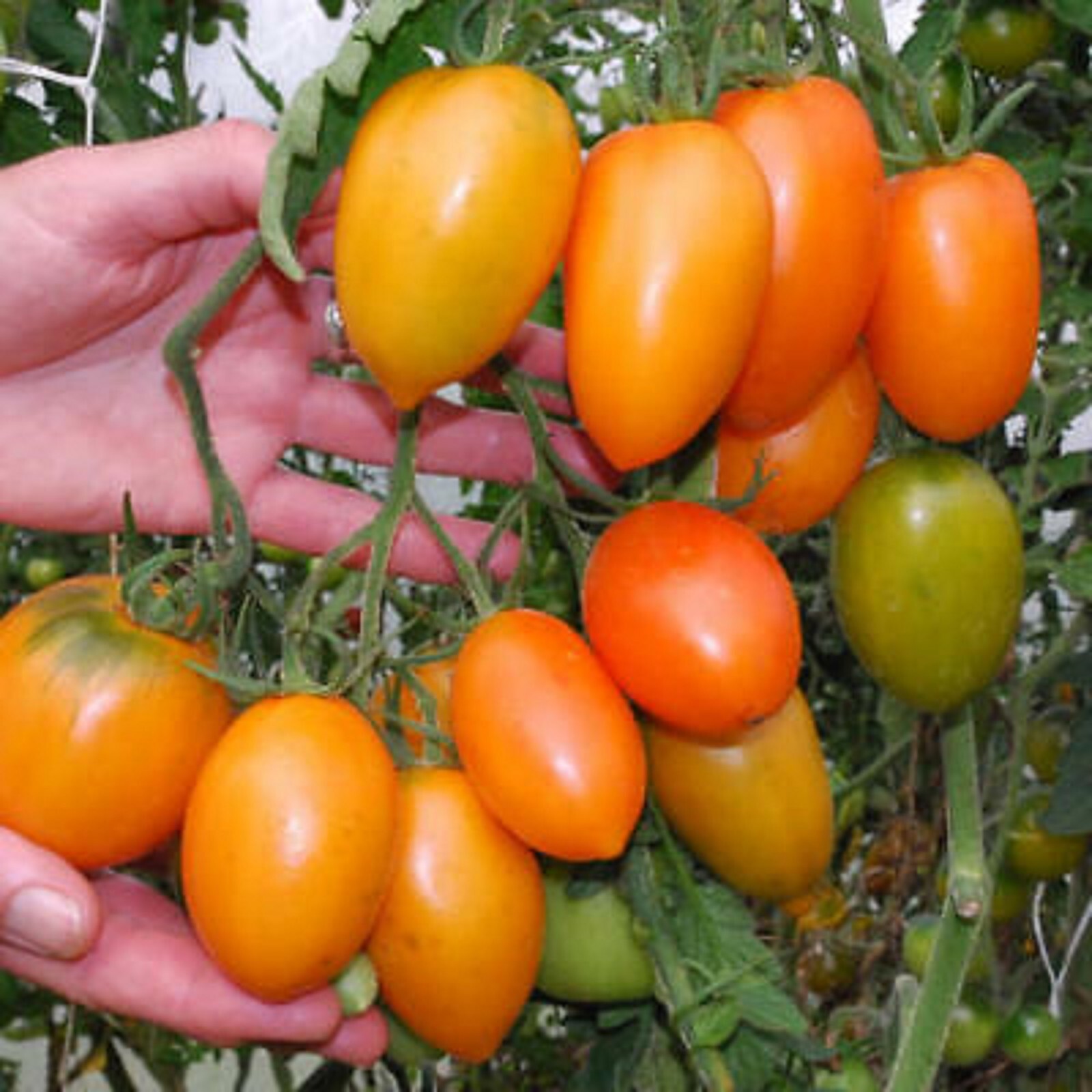 Orange Banana Tomato 12 Seeds
