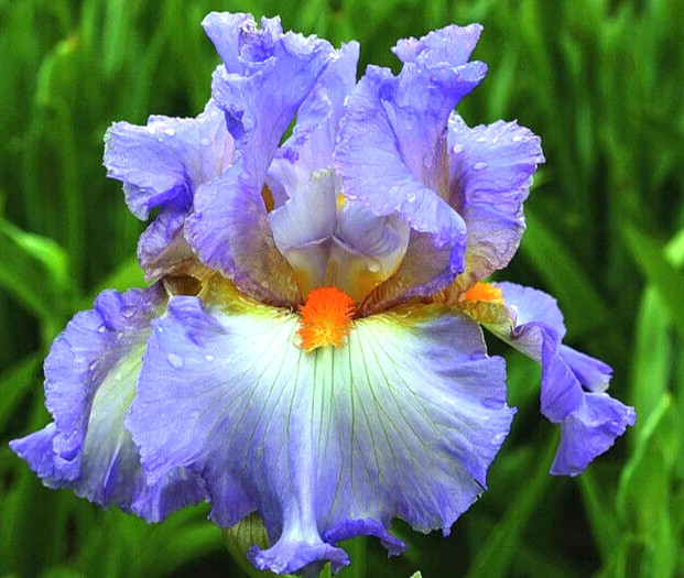 Red Dirt Road Flowers Bearded Iris Root, Ready to Plant, Check our Store