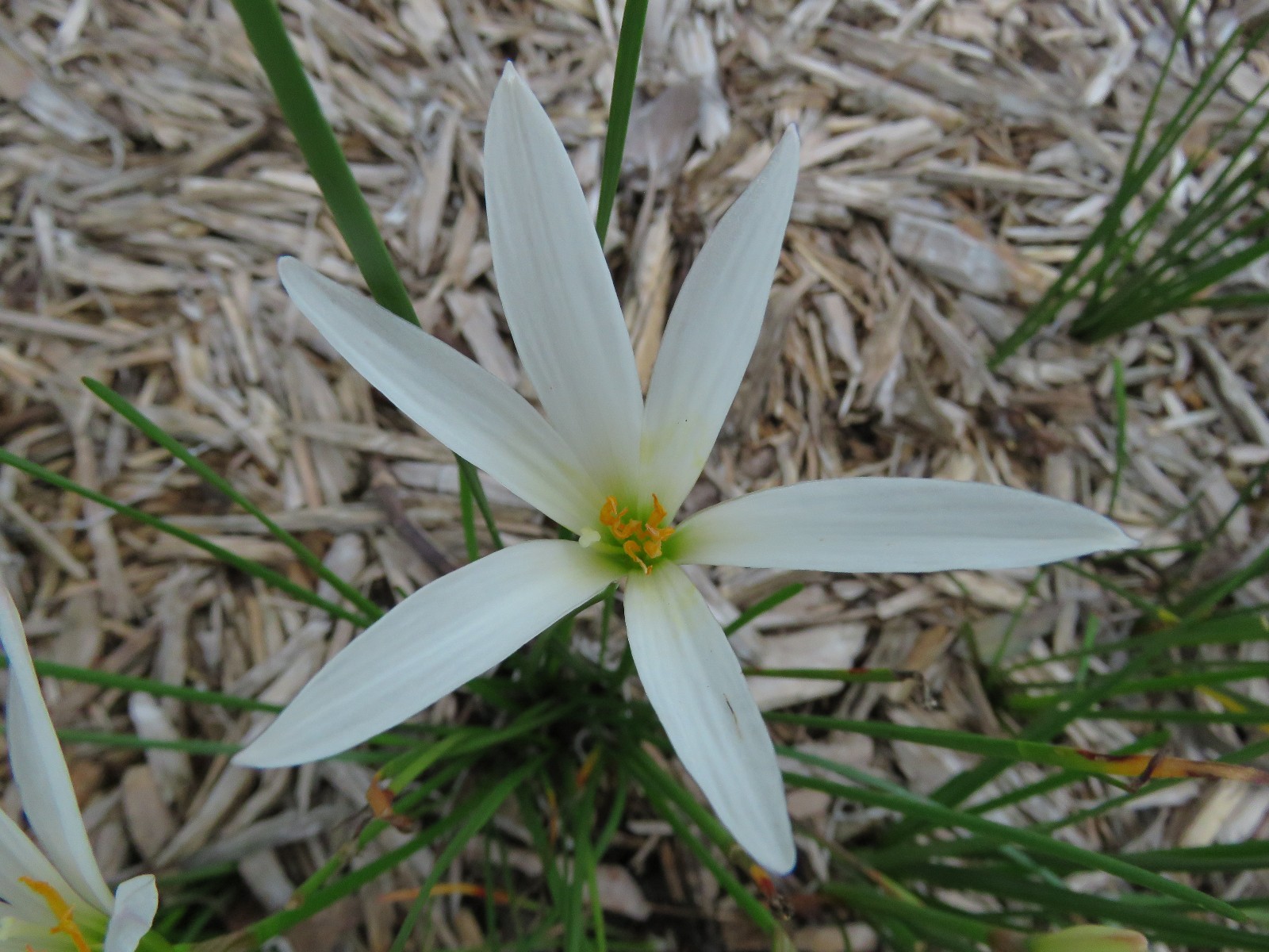 Rain Lily, Zephyranthes Bangkok White , 2 bulbs, NEW, habranthus