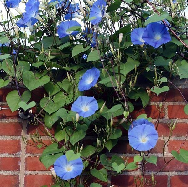 Ipomoea tricolor | Grannyvine | Morning Glory ‘Heavenly Blue’ | 20 Seeds