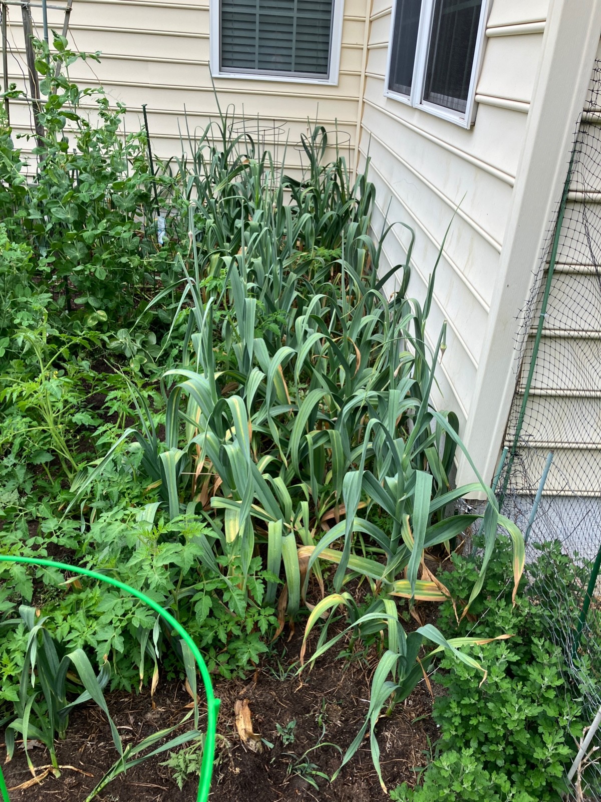 Fresh Pulled Elephant Garlic- Great To Cook/ Plant 3 Large Baseball Size Bulbs!