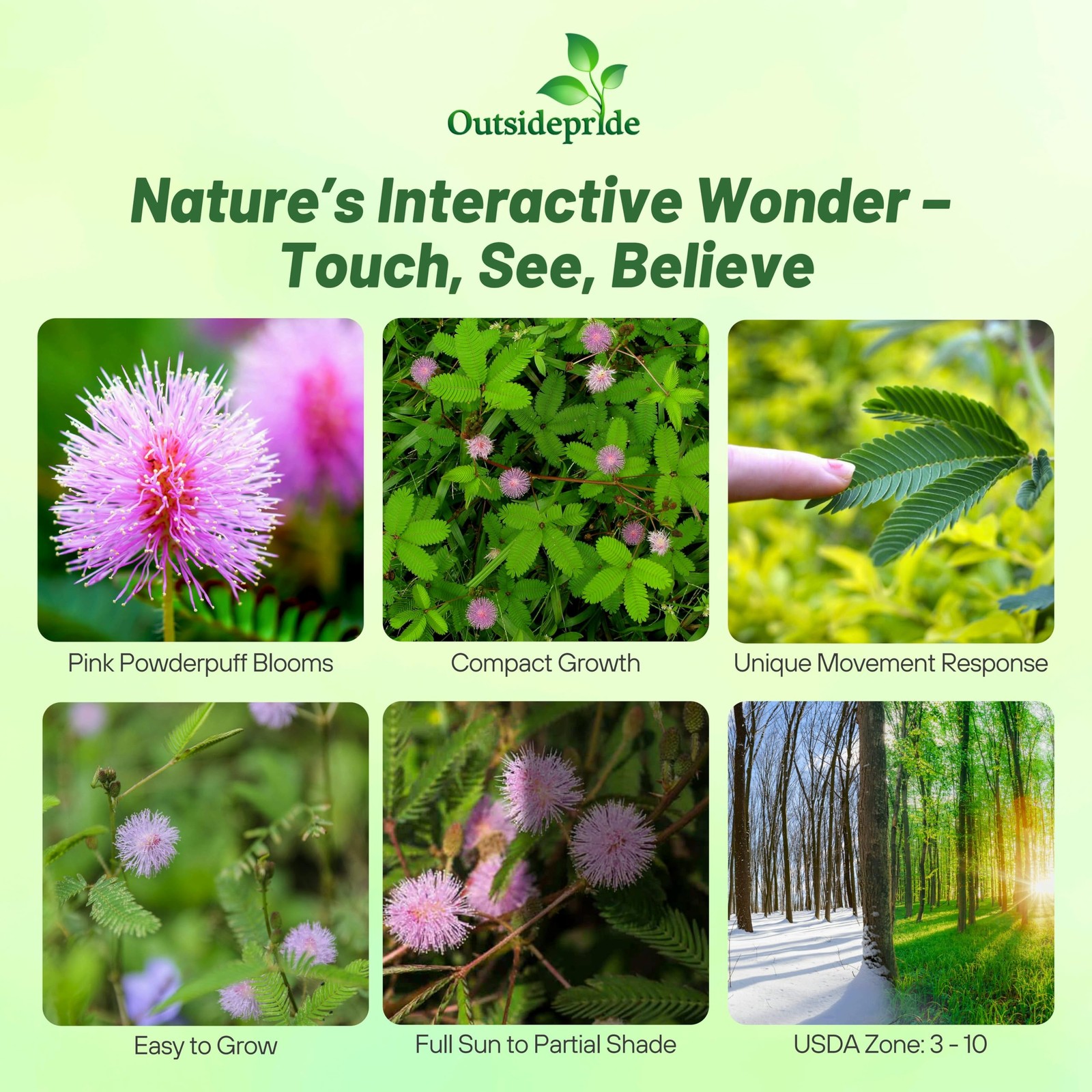 Mimosa Pudica Seeds 1000 Pcs Annual, Easy to Grow, Sensitive Plant Seeds for…