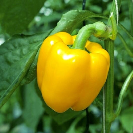 30+ Sweet Canary Yellow Bell Pepper Seeds ! Pepper! Non GMO|planting| Vegetables
