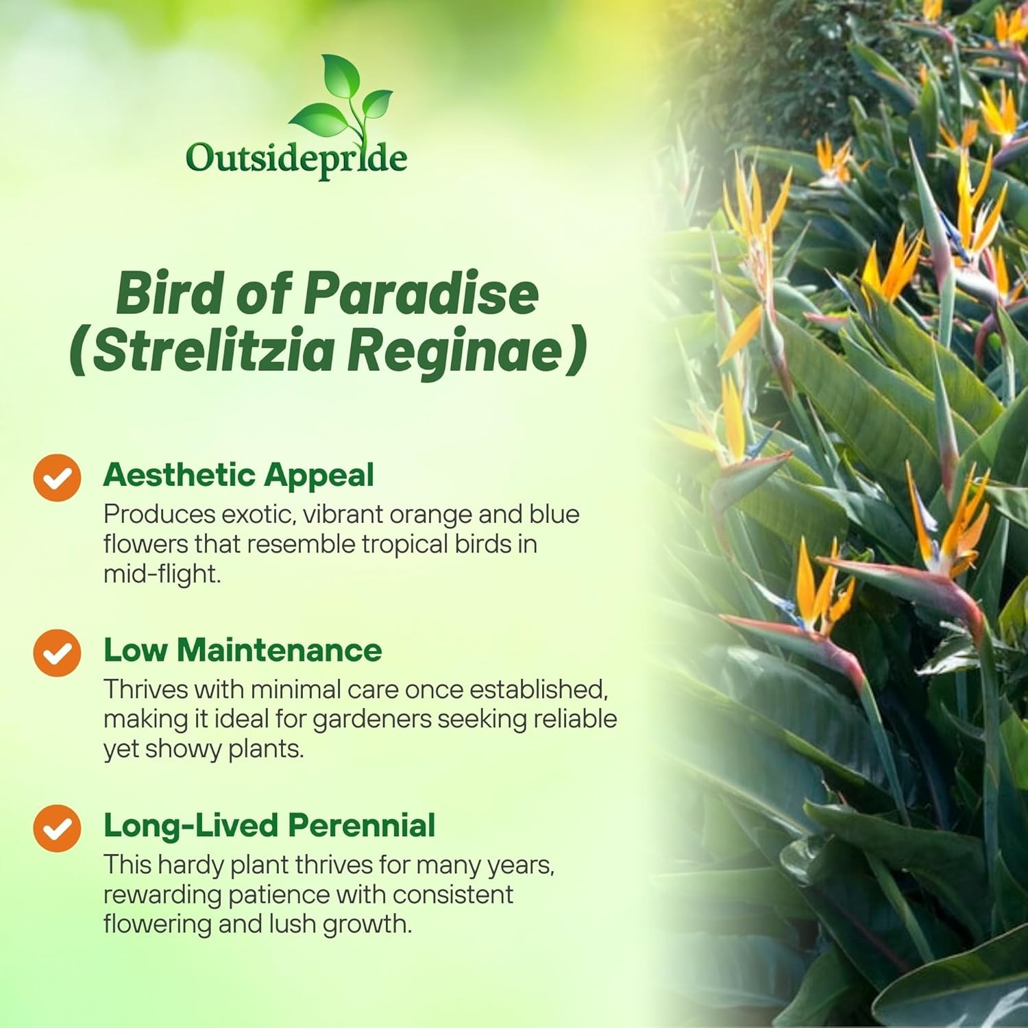 15 Seeds Bird of Paradise Seeds – Strelitzia Reginae Flower Seed