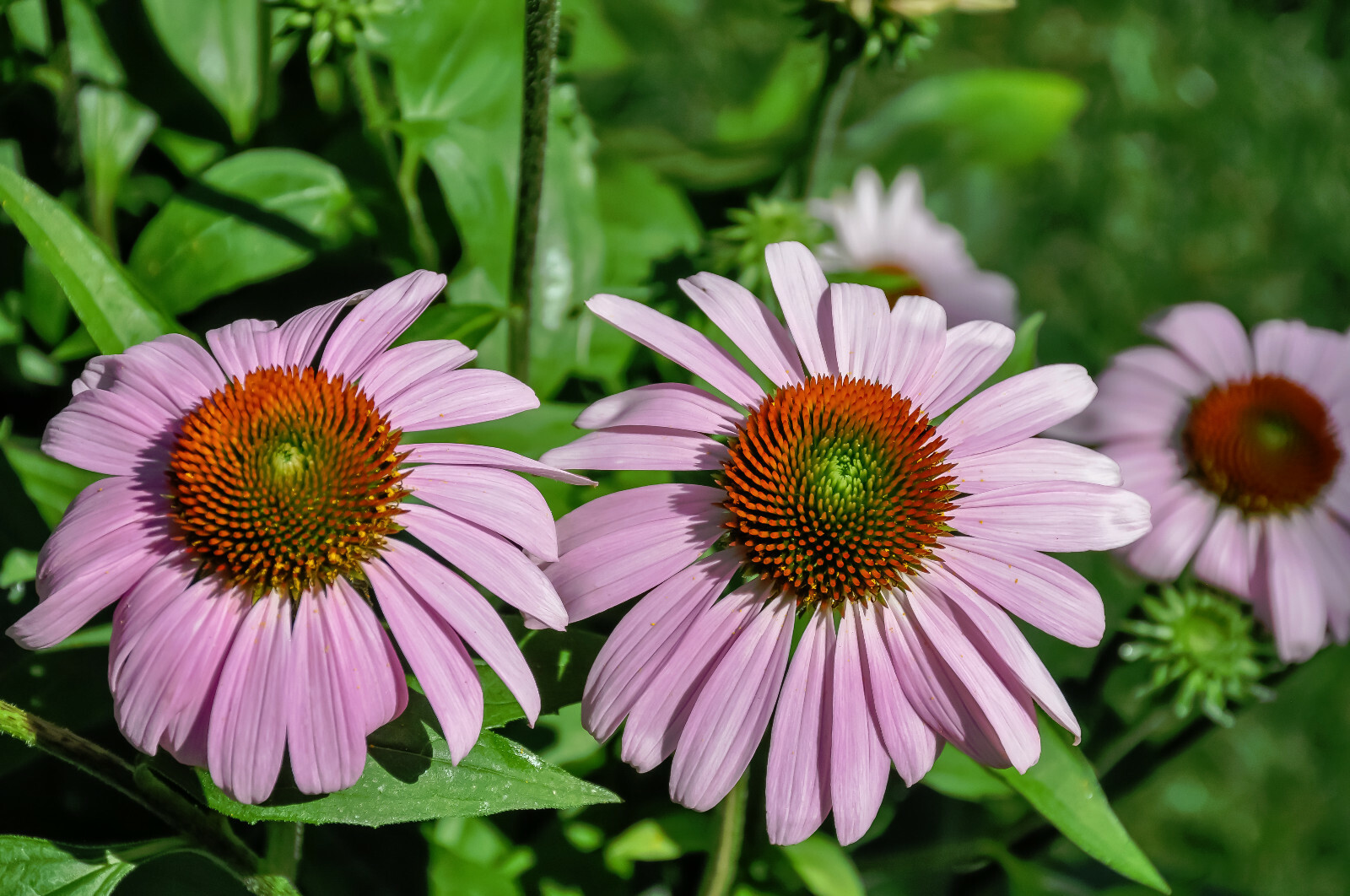 Perennial Flower Purple Cone Flower Echinacea Seeds 30 Seeds