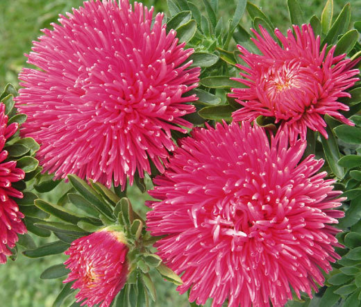 ASTER GREMLIN DARK ROSE DOUBLE Callistephus Chinensis – 200 Bulk Seeds