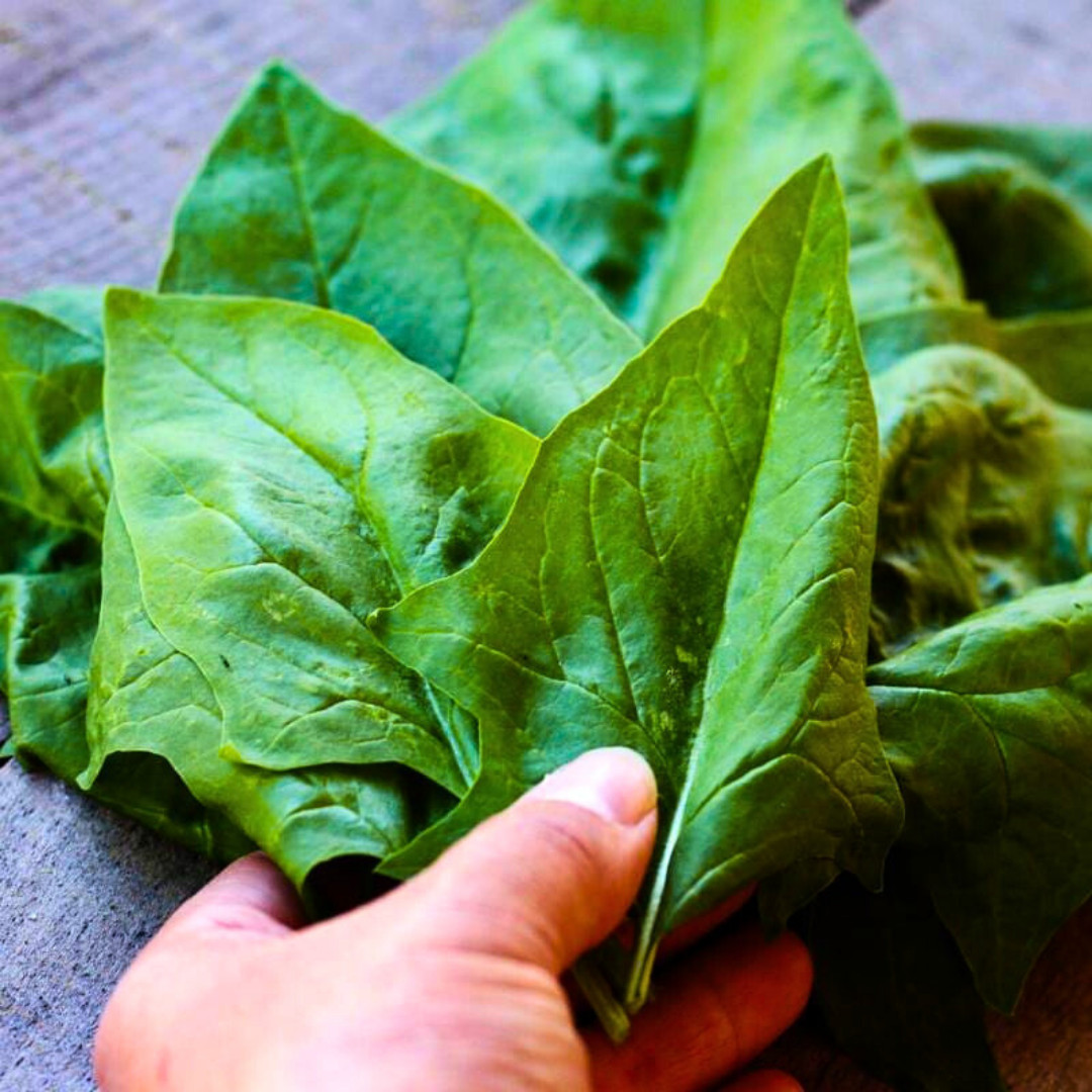 Fresh Green Arrow Spinach Seeds | Heirloom Non-GMO | Asian Vegetables