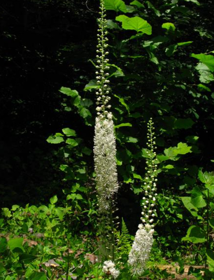 20 Live Black Cohosh Bulbs – No Ship to AK, HI & P.R.