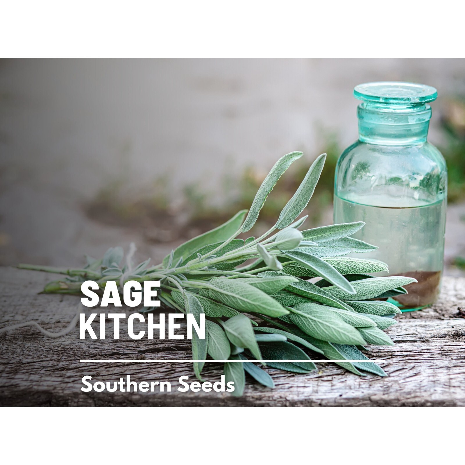 Sage, Kitchen – 50 Seeds – Heirloom Herb, Medicinal & Culinary, Flavorful, Fragr