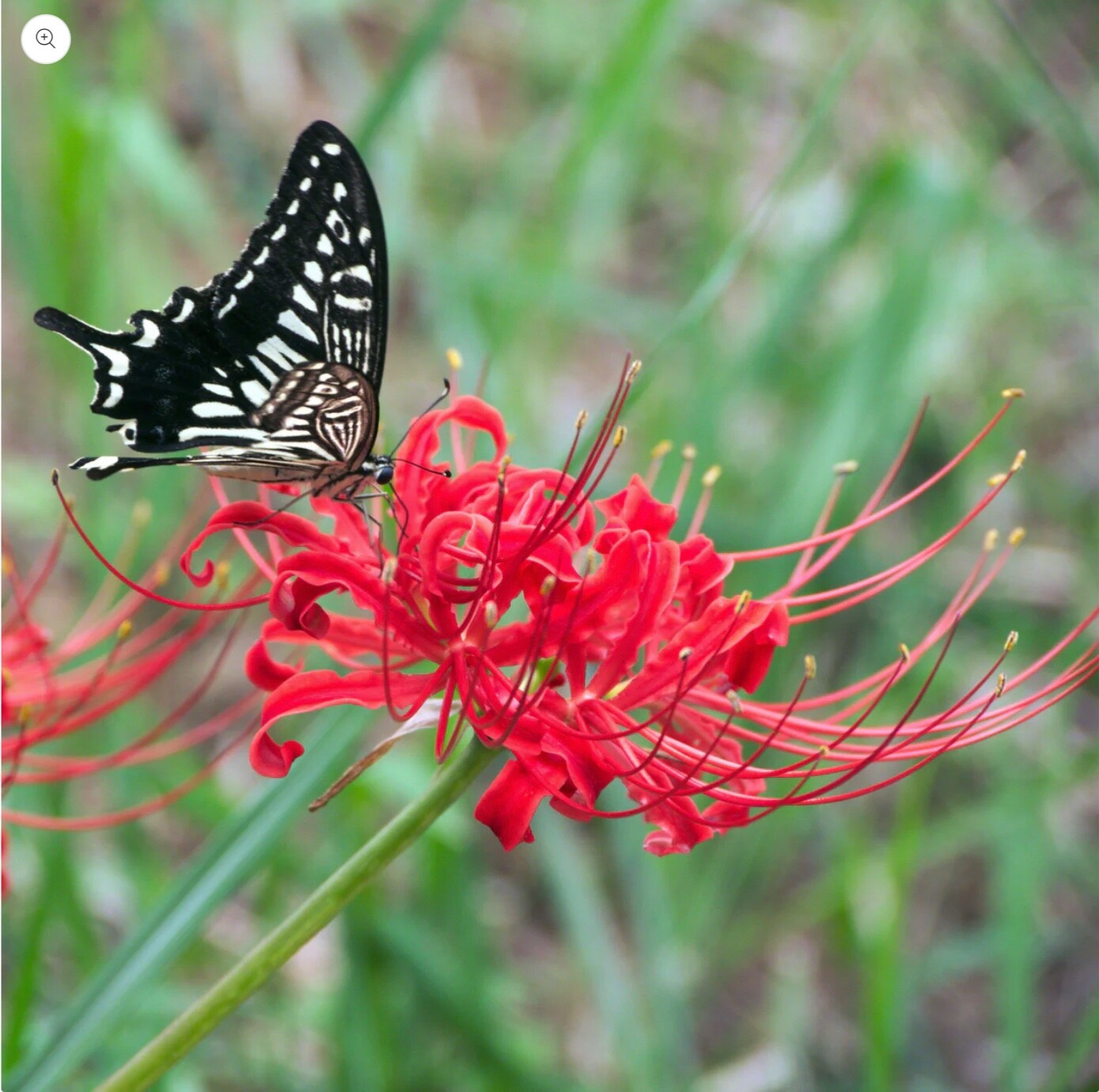 Lycoris Red spider Lily 6 Pk of Bulbs