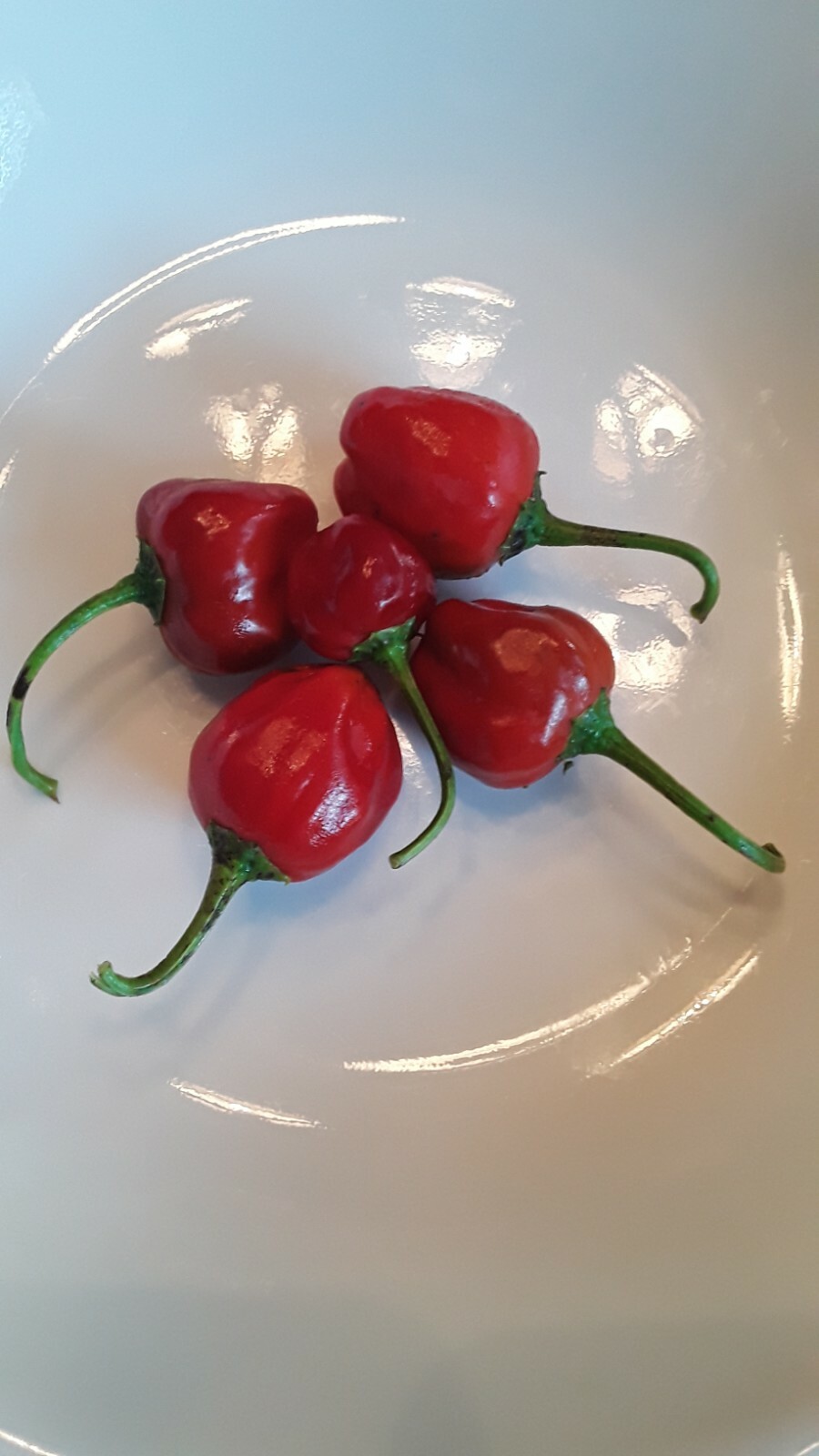 50+ Peppadew Pepper Seeds South Africa Sweet Piquante Super Prolific !