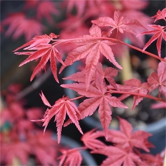 30pcs Japanese Maple Seeds with Striking Red Foliage – Indoor/Outdoor Growth