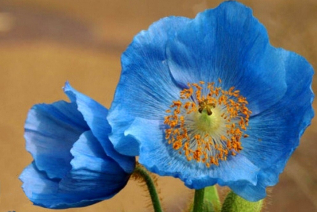8000 Blue Papaver Rhoeas Seeds Poppy Heirloom Rare Poppies Himalayan Meconopsis