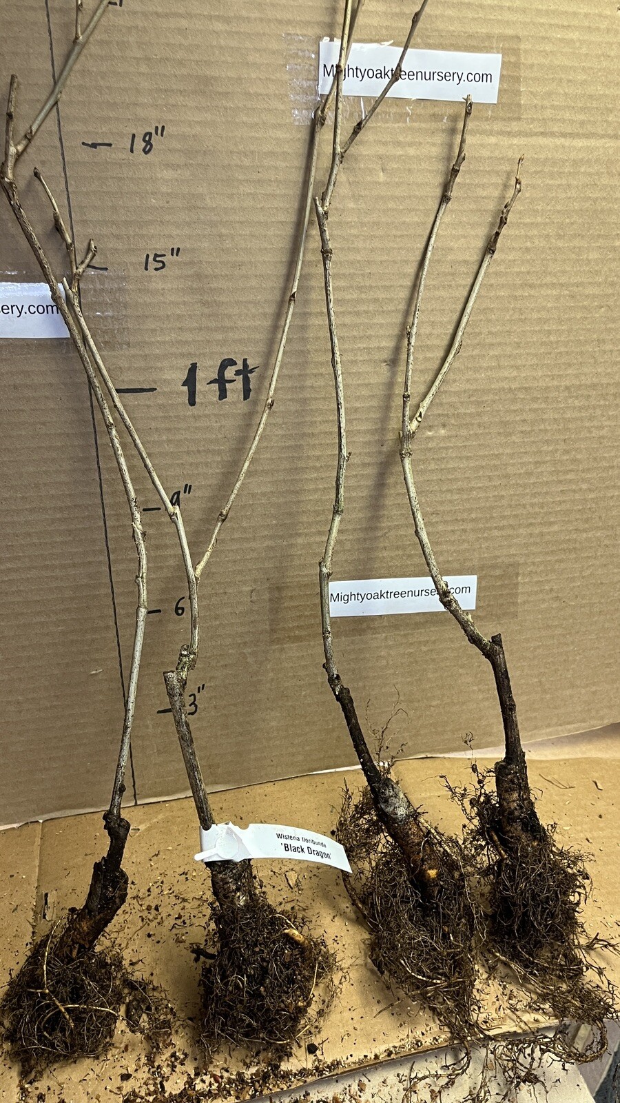 Wisteria floribunda Black Dragon (Double flowering variety) 1 yo grafted plant