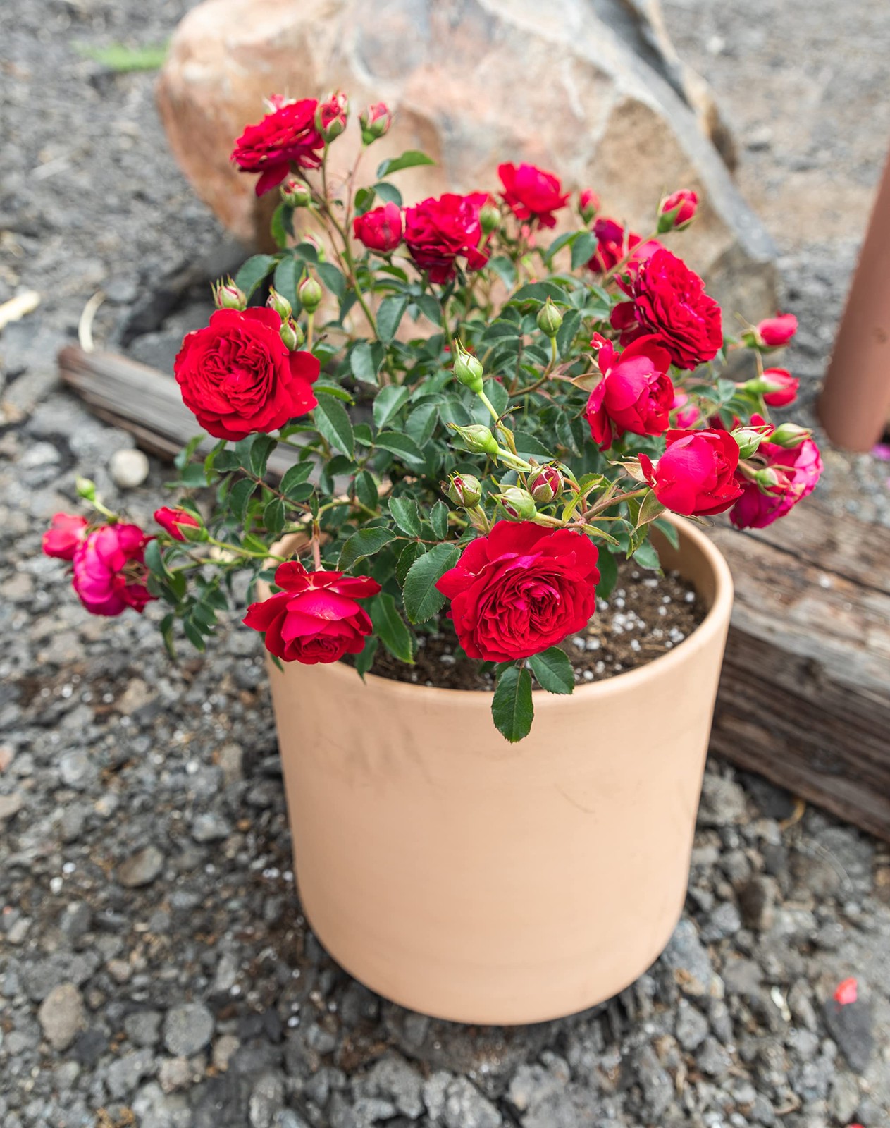 Fresh Roses for Delivery Prime, Red Roses Live Rose Bush Plants, Indoor Rose …