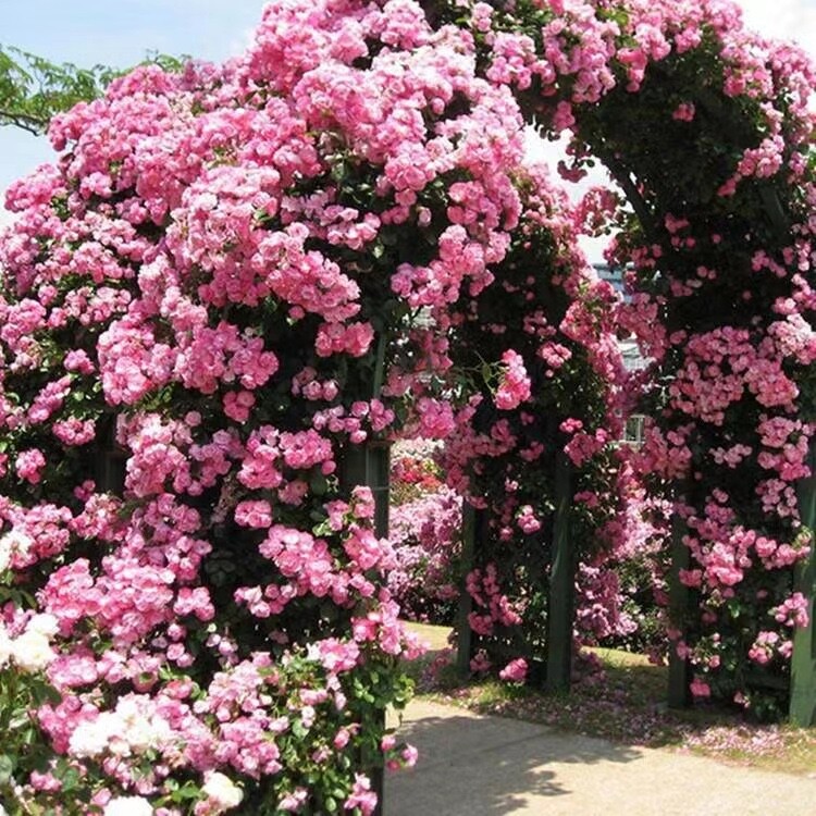 20 SEEDS for Baby Pink RARE CLIMBER climbing Rose flower exotic plant USA Seller