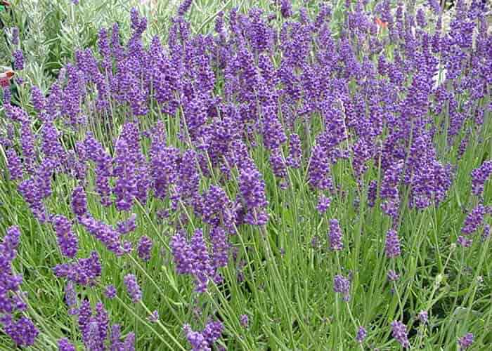 English Lavender Seeds 100+ Herb Fragrant Scent Heirloom USA SELLER FREE S&H