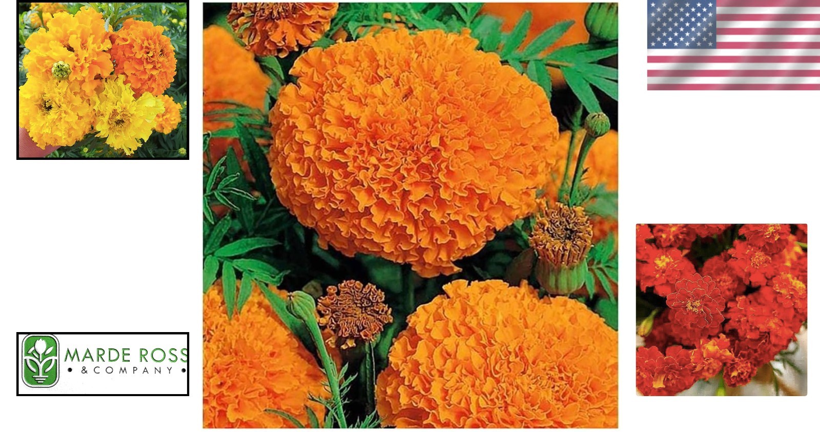 850 Orange African Marigold Seeds – Perfect for Vegetable and Flower Gardens