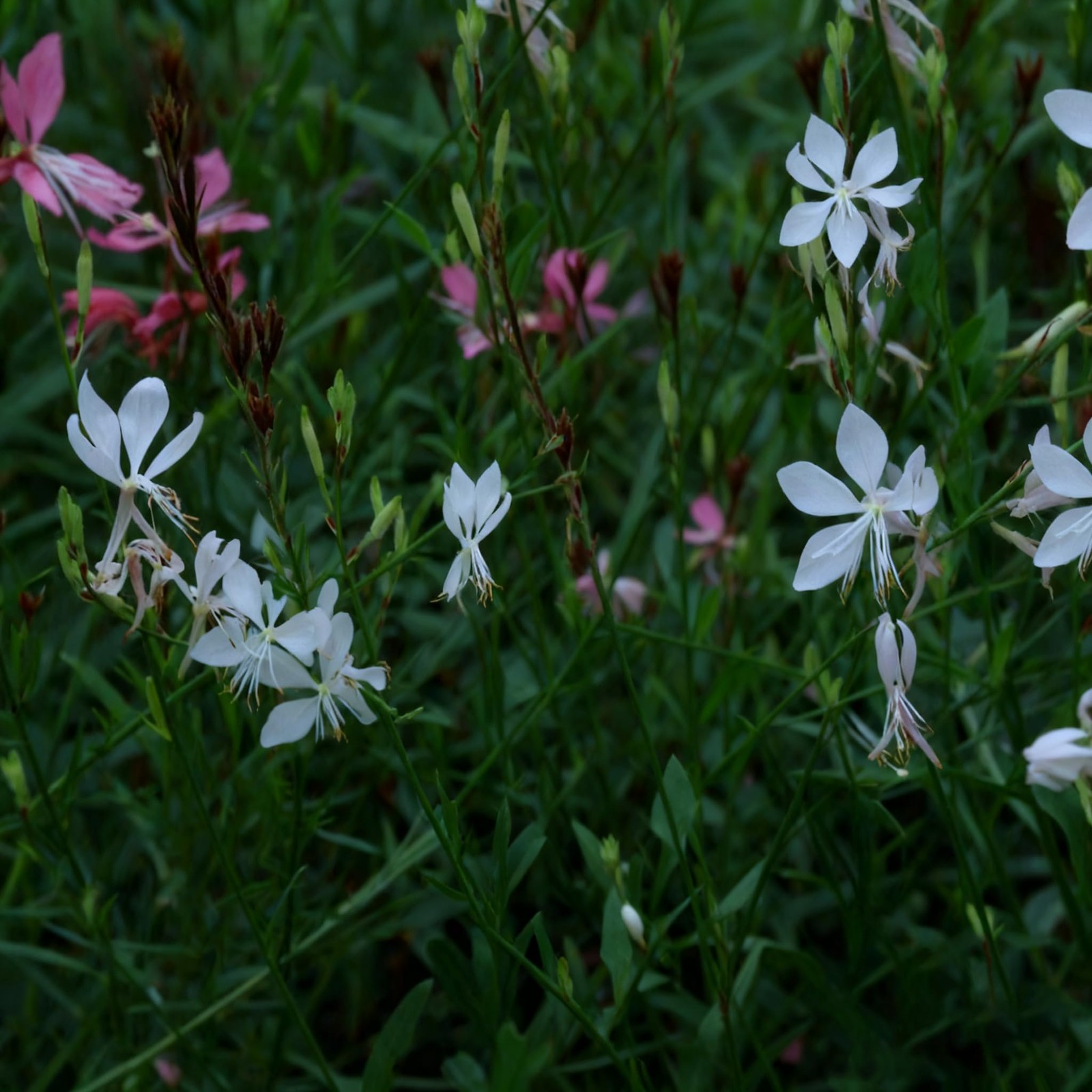 300+ Gaura Flower Seeds for Planting, Mixed Color Gaura Seed, Perennial Flowe…