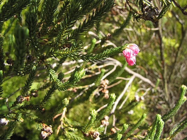 Erica baccans | Berry Heath | 20 Seeds