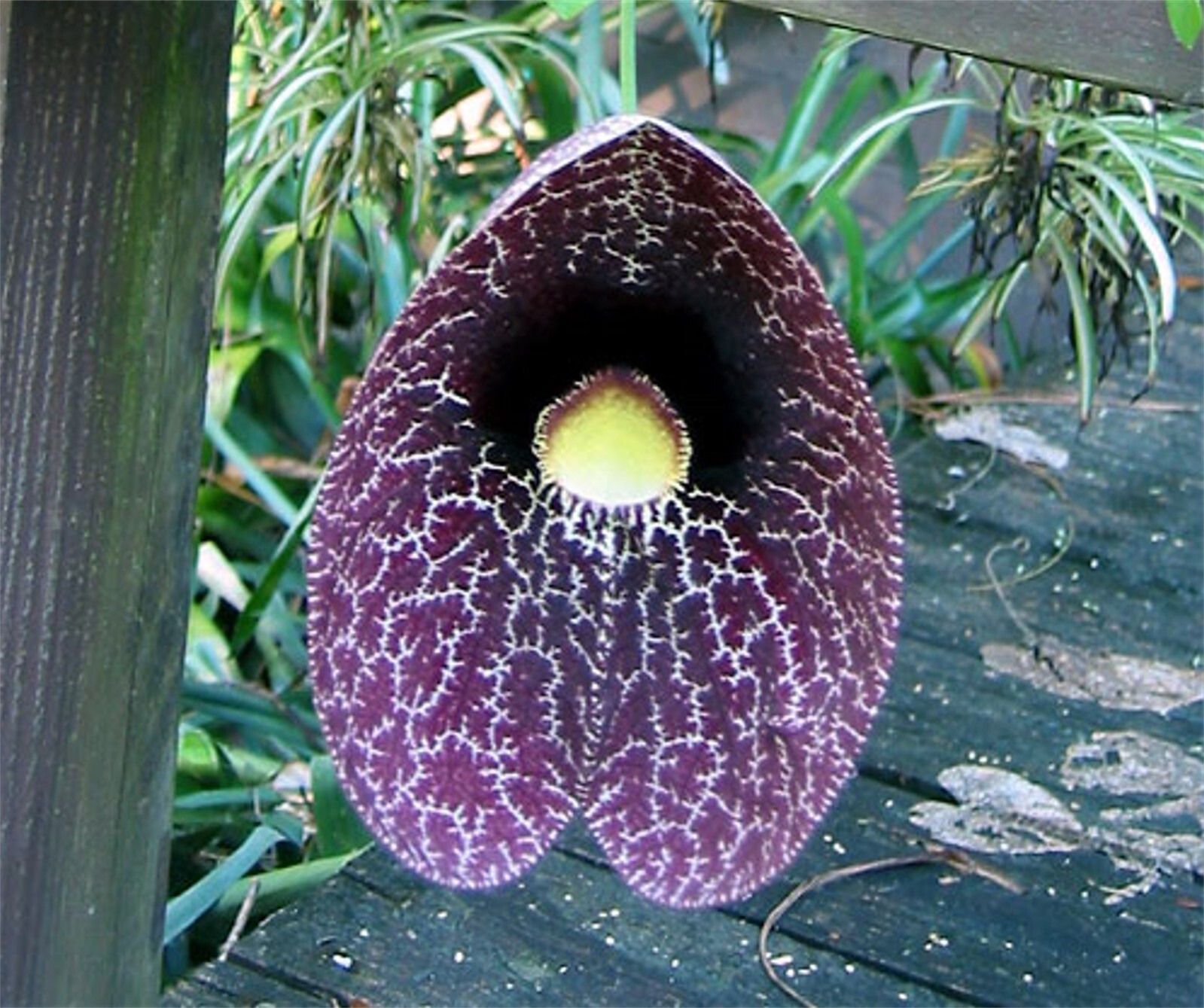 Aristolochia Littoralis Vine, 10 Seeds Calico Flower, Elegans Dutchman’s Pipe