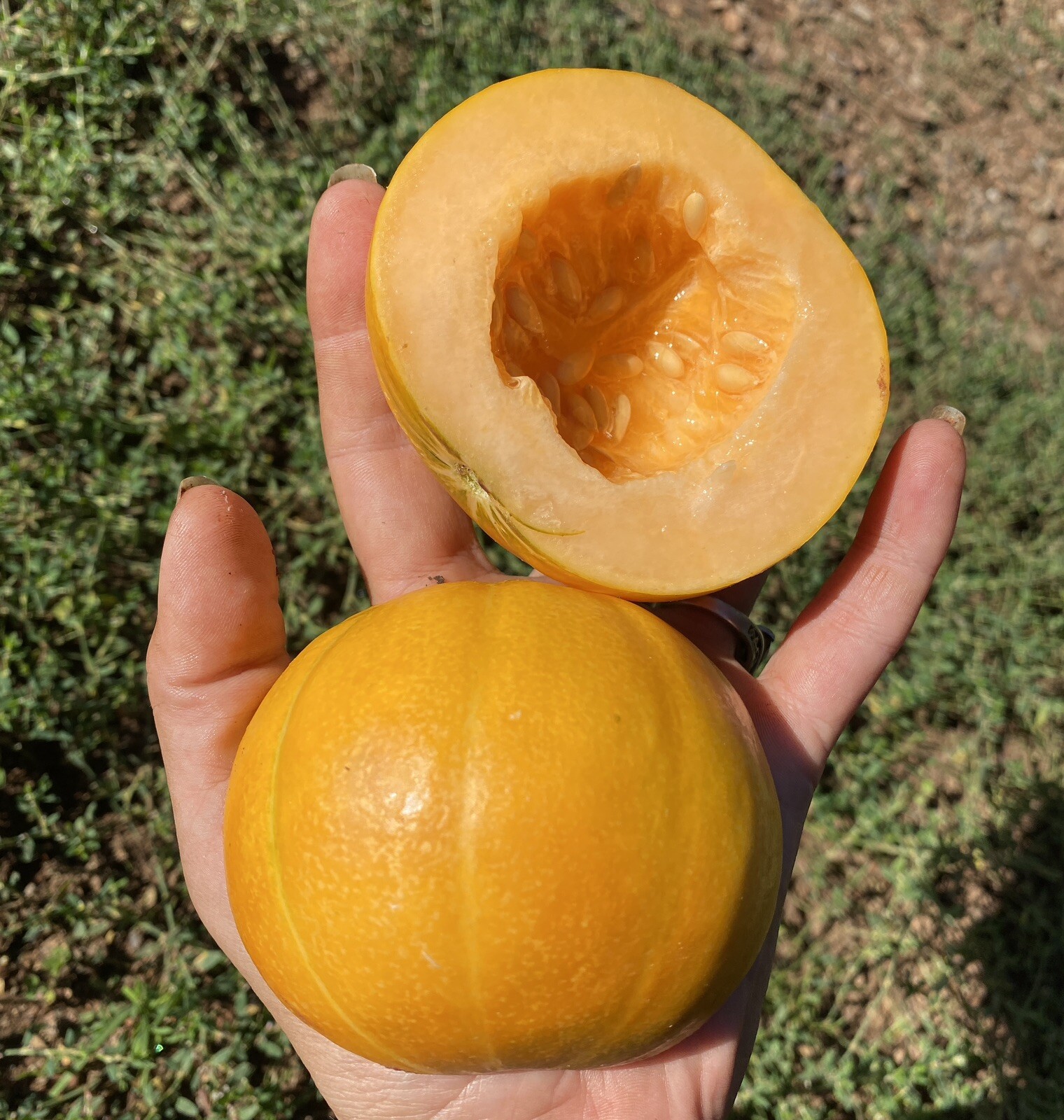 150 Noir De Carmes Seed Small Sweet Cantaloupe Musk Melon French Heirloom Easy
