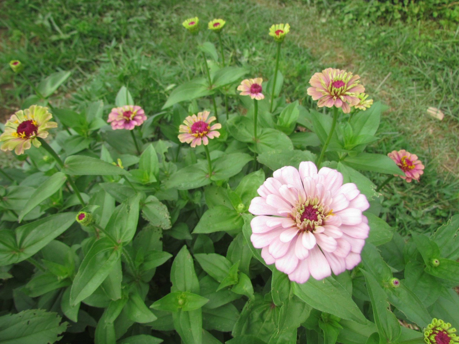 About 500 Organically USA Home Grown Hand Selected Queen Lime Red Zinnia Seeds