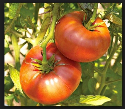 Brandywine RED Tomato 30 – 5000 Seeds Heirloom Open Pollinated Non-GMO Big