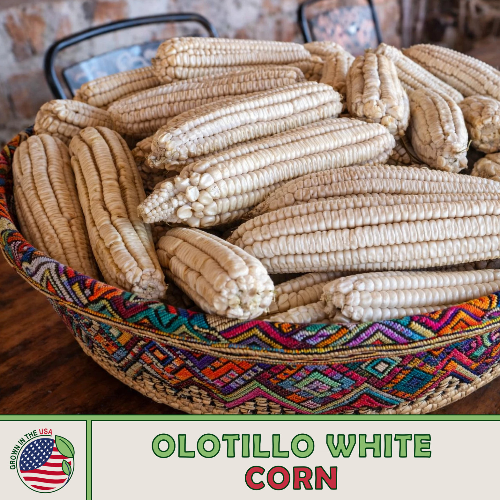 25 RARE Oaxacan Olotillo White MEXICAN HEIRLOOM Corn Seeds / TORTILLA CORN USA!