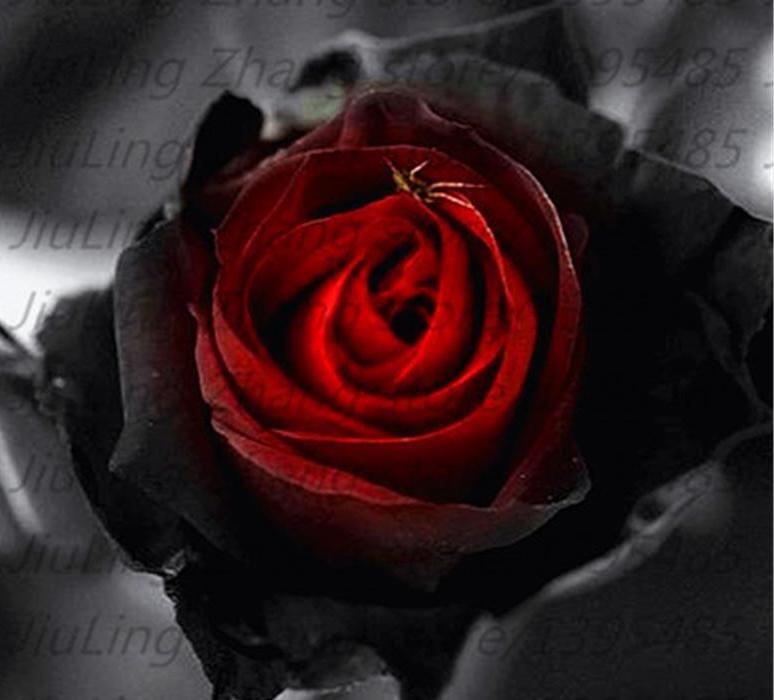 25 PACK BLACK ROSE SEEDS for germination garden growing flower bed plant bush