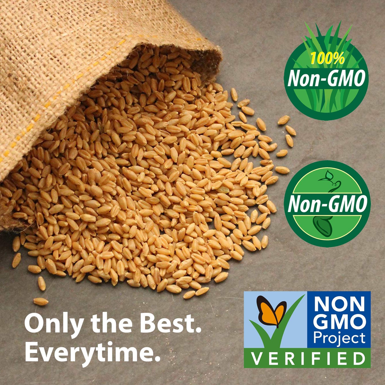 NonGMO Alfalfa Seeds 1 lb High Germination for Gardening & Cover Crops