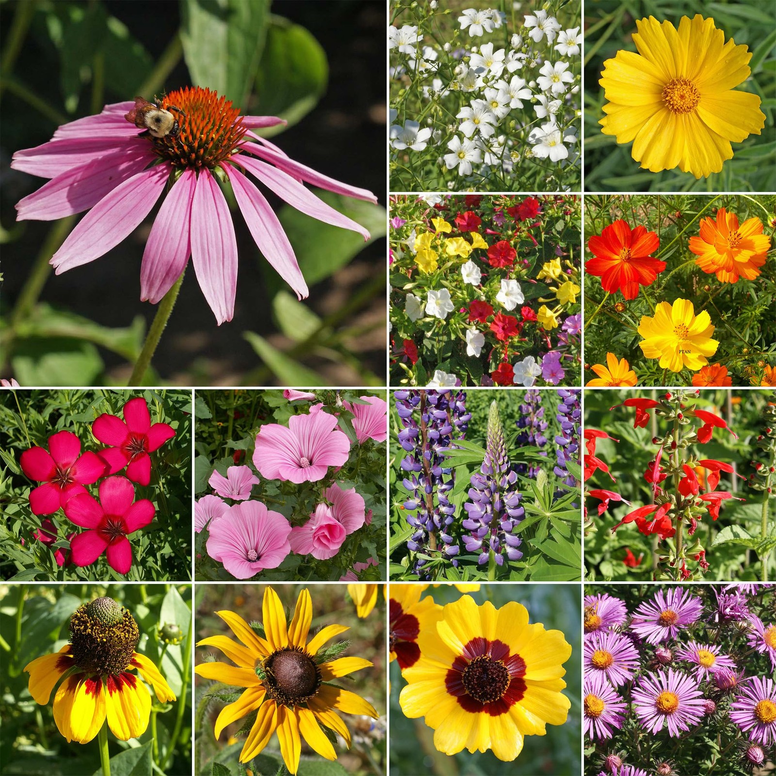Wildflower Seeds Southeast Mix – Non-GMO, Full Sun, 1 lb for Gardens