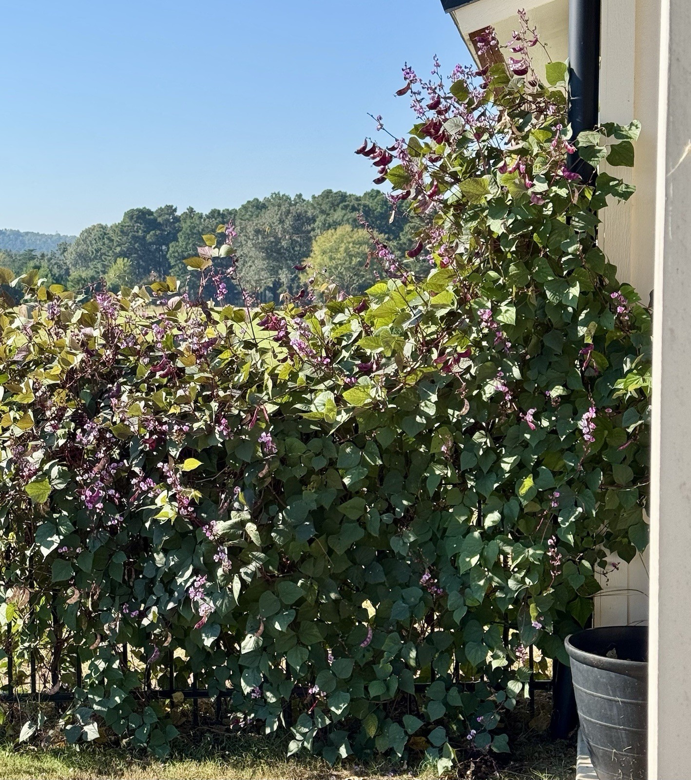 Purple Hyacinth Bean Vine Seeds Fresh Harvest Fall 2026 BULK Seeds/Order