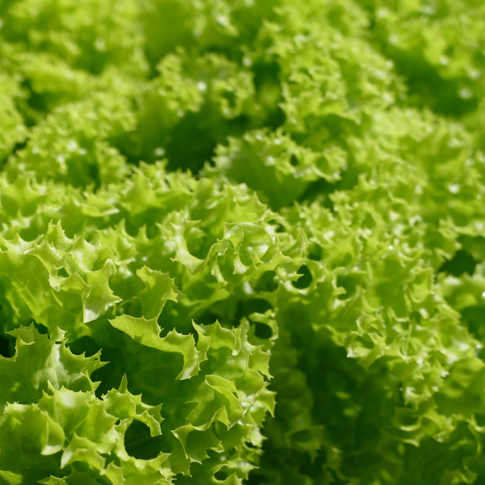 Endive Green Curled Ruffec Seeds, Greens, Salad Favorite, Non-GMO, Free Shipping