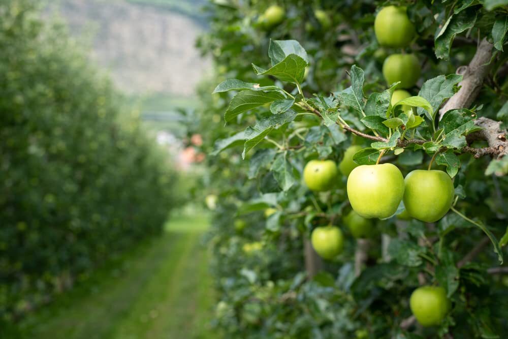 Green Apple Tree Seeds – 30 Seeds – Malus pumila Antonovka