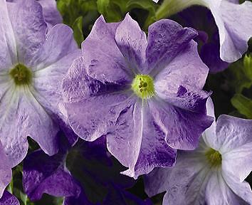 Petunia Tritunia Sky Blue 1,000 seeds