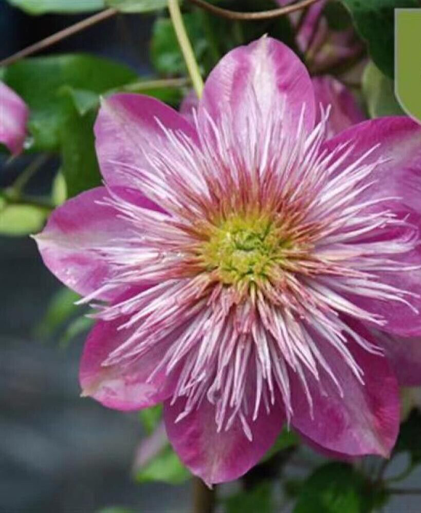 20 SEEDS Fuchsia Swirl CLEMATIS rare flower exotic vine bush plant USA Seller