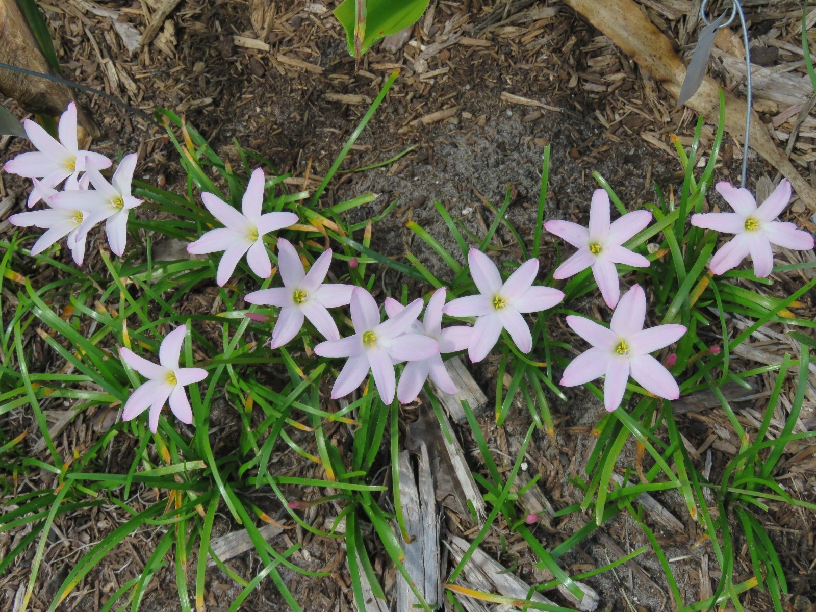 Rain Lily, Zephyranthes First Love, 3 bulbs, NEW, RARE, habranthus