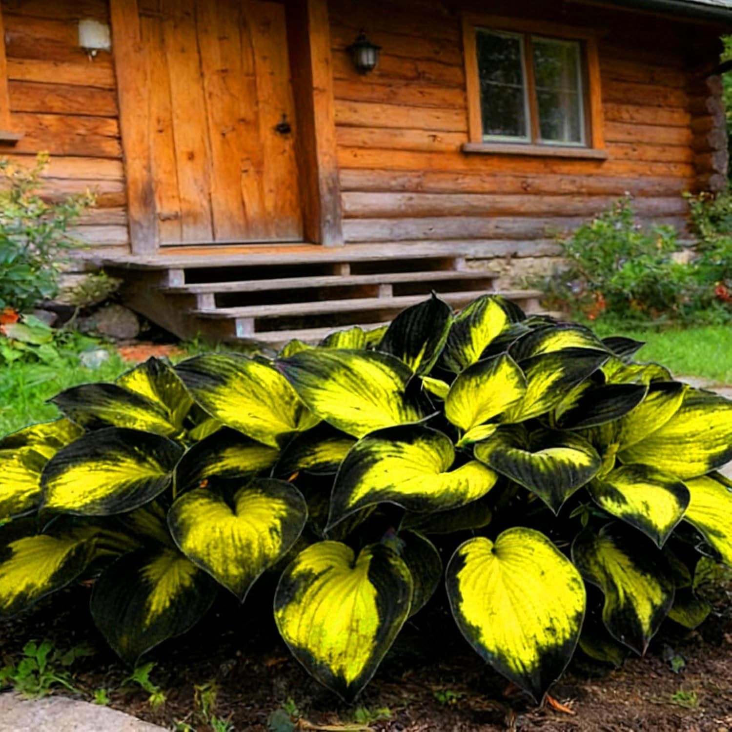 Mix Hosta Seeds for Planting, 280+pcs Rare Perennial Hosta Flower Seeds Plant…