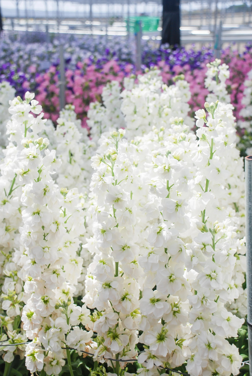 50 MIXED COLORS STOCK Matthiola Incana Ten-Week Gillyflower Blue White Pink Red