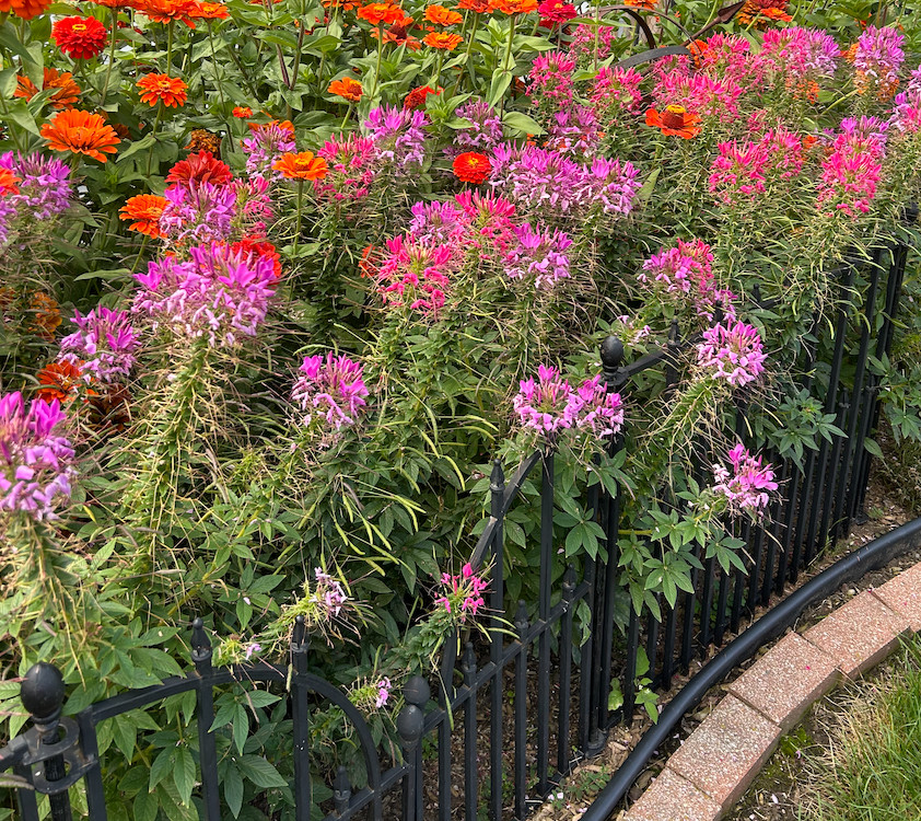 Cleome MAUVE QUEEN Spider Plant FALL PLANTING Pollinators USA Non-GMO 200 Seeds