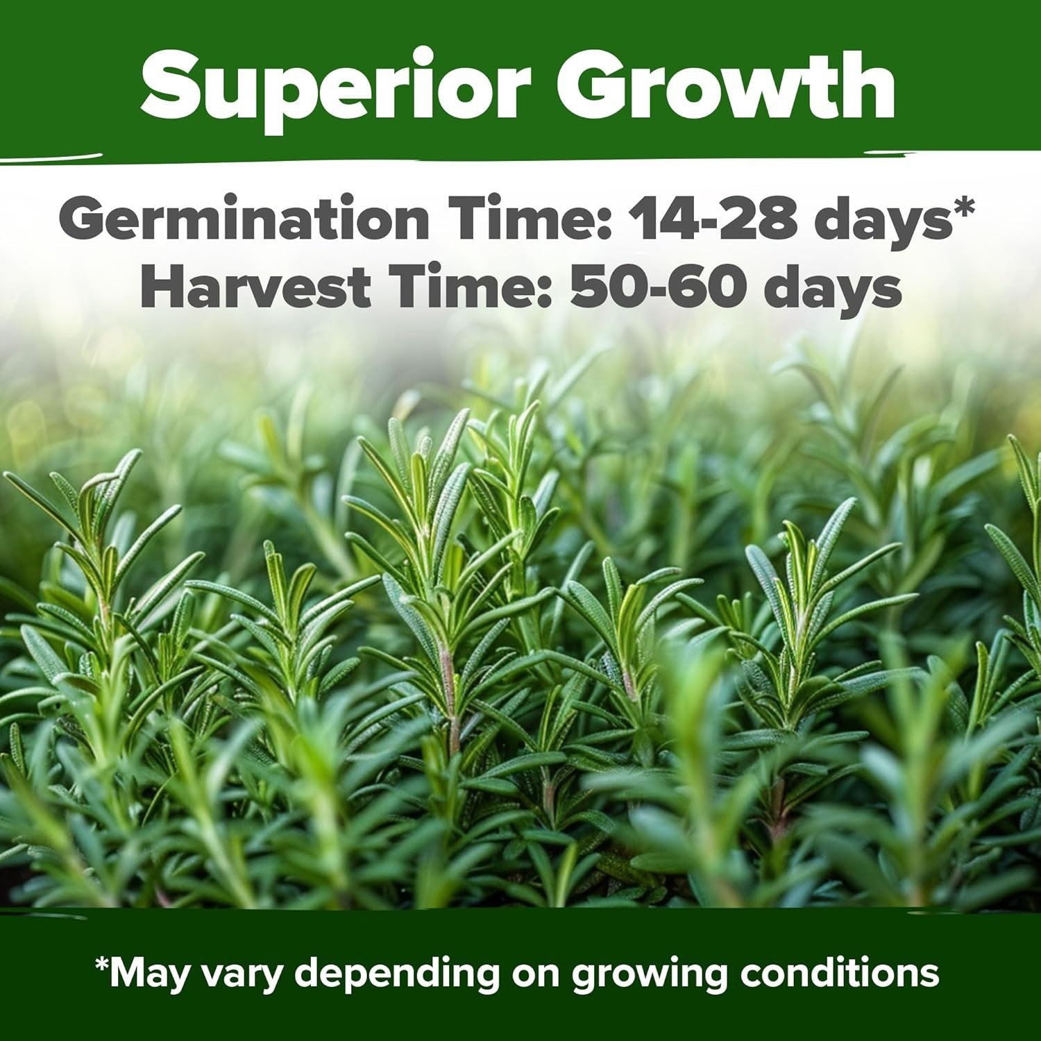 Gardener’s Delight: 150 Non-GMO Rosemary Seeds with Comprehensive Grow Guide