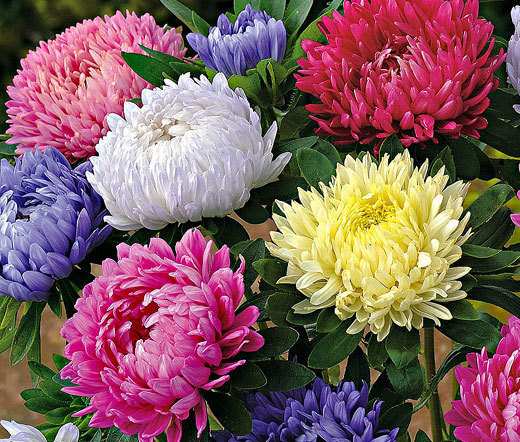 ASTER PAEONY DUCHESS MIXED Callistephus Chinensis – 100 Bulk Seeds