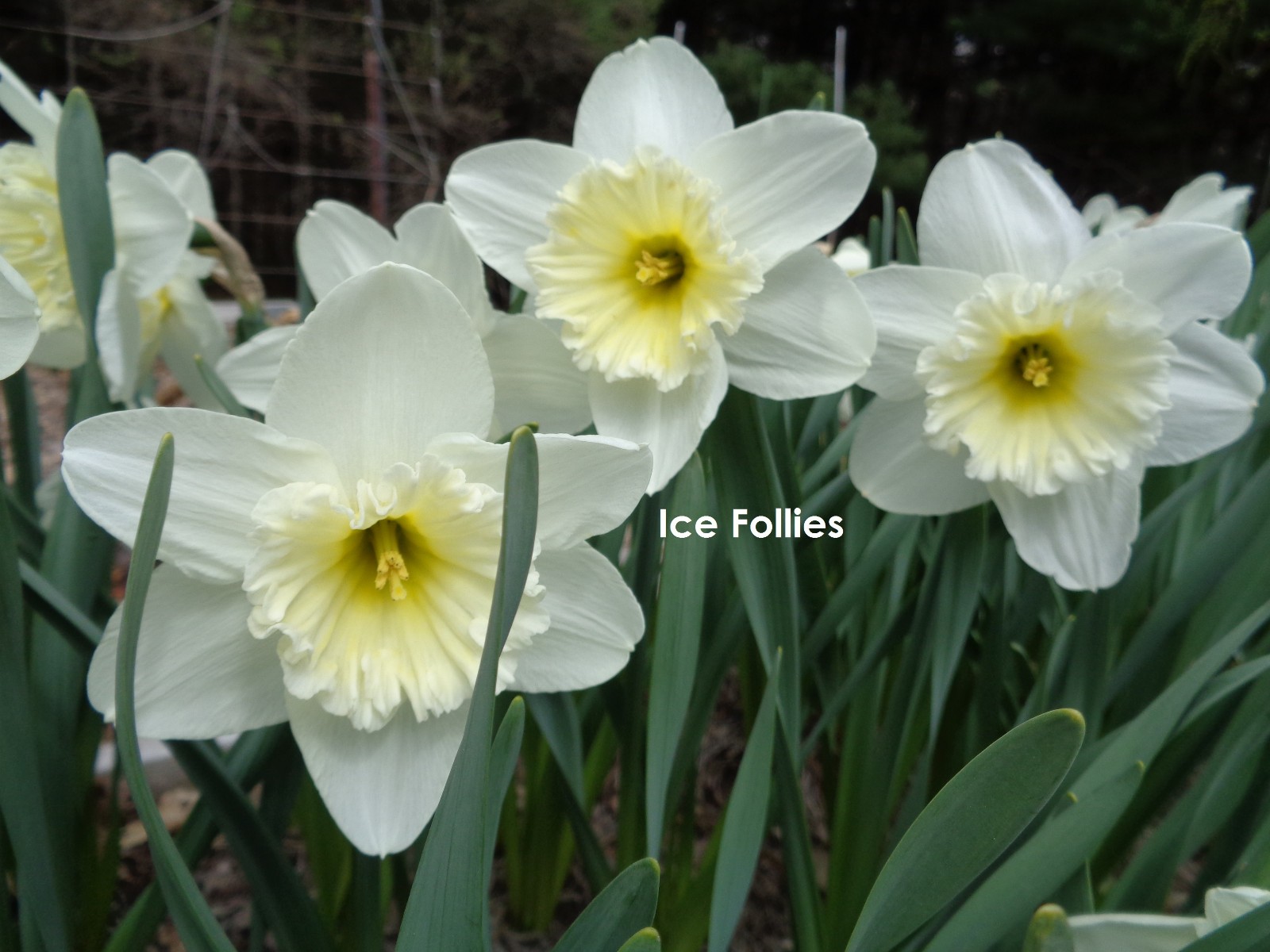 24 DAFFODIL BULBS Narcissus Jonquil Yellow White ICE FOLLI ES FromMyGarden*READ