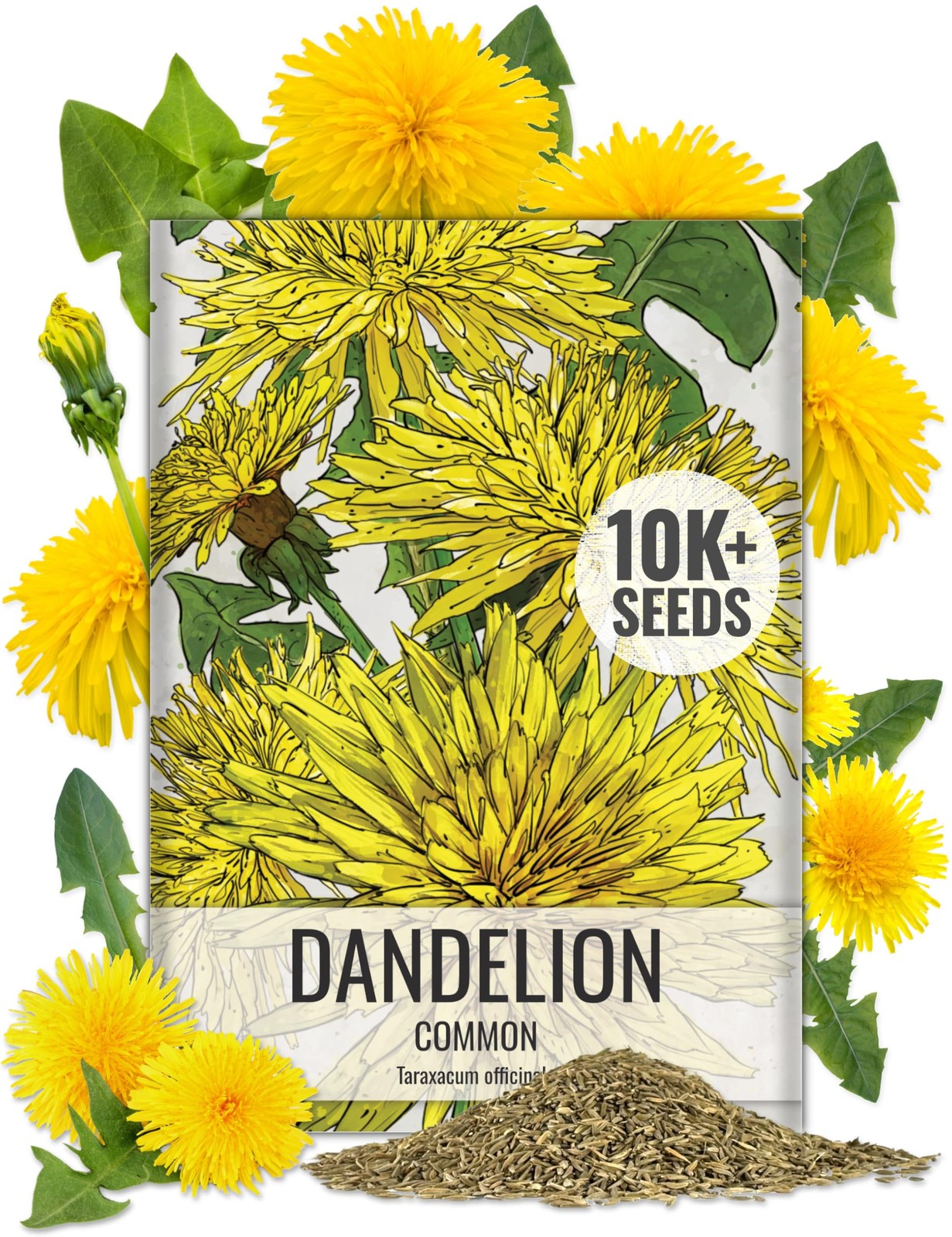 Dandelion Seeds 10,000 Herb Seeds Non GMO Bulk Pack