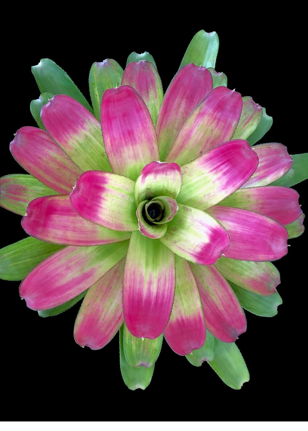 Neoregelia Passion 6″ pot