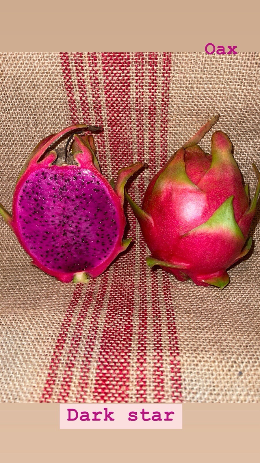 Mature “Dark Star” Dragon Fruit Cuttings